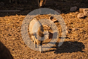 Curly pig of Hungarian breed Mangalitsa. mangalitsas curly hair hogs