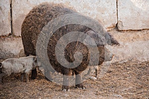 Curly pig of Hungarian breed Mangalitsa. mangalitsas curly hair hogs