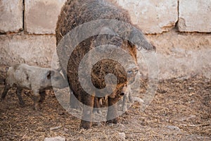 Curly pig of Hungarian breed Mangalitsa. mangalitsas curly hair hogs