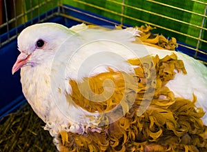Curly pigeons . Curly feathered doves at a fair for agriculture