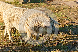 Curly pigs on the farm