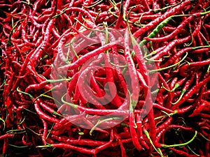 Curly red chilies are a vegetable commodity that can grow and reproduce in tropical climates