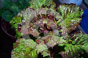 Curly Red Leaf Lettuce