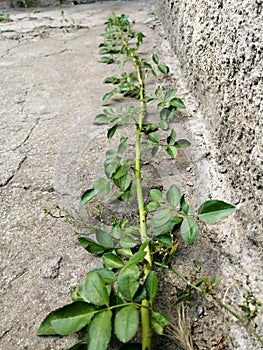 A curly rose let the pagon along the wall of the house