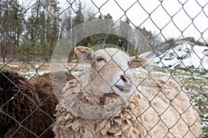 curly sheep behind bars sad eyes begging to eat
