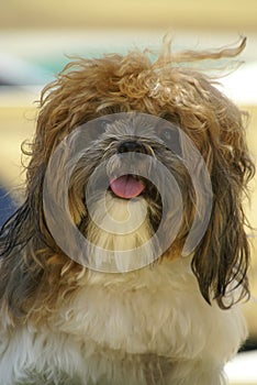 Curly shihzu dog