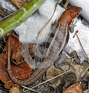 Curly Tail Lizard