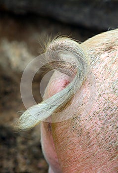 The curly tail of a pig