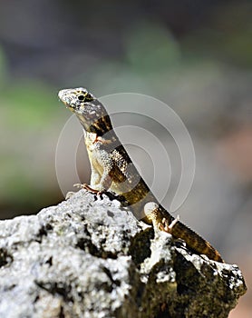 Curly tailed lizard.