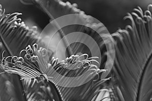Curly tips of a Sego Palm frond