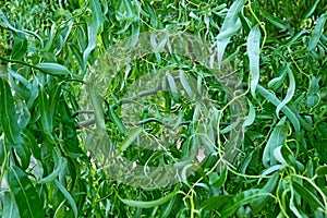 Curly Twisted Willow Tree Foliage Background