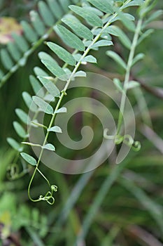 Curly vine