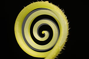 Curly vine of a climber making concentric spiral pattern; looks like Dreamstime logo