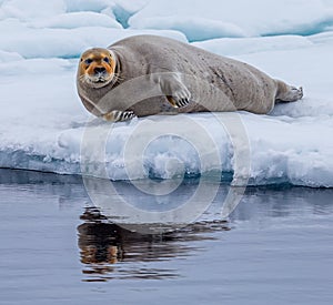 Curly whiskers of bearded seal of the Arctic.