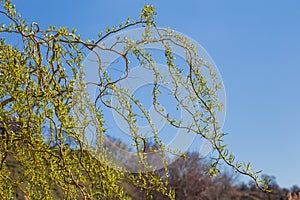Curly willow branches with young leaves and catkins against sky