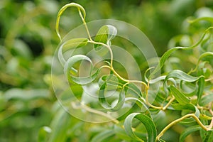 Curly Willow Leaves