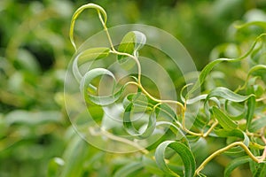 Curly Willow Leaves