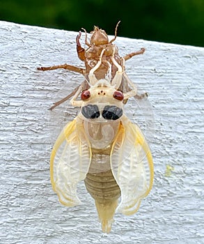 Curly Wing Cicada