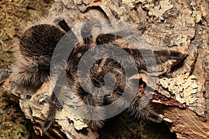 Curlyhair Tarantula Brachypelma albopilosum