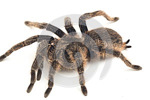 Curlyhair Tarantula Brachypelma albopilosum Isolated on white