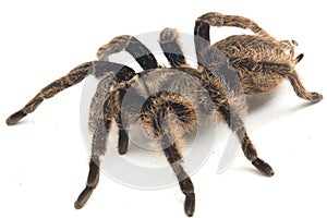 Curlyhair Tarantula Brachypelma albopilosum Isolated on white