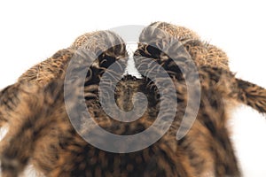 Curlyhair Tarantula Brachypelma albopilosum Isolated on white