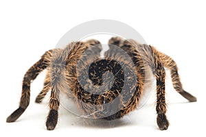 Curlyhair Tarantula Brachypelma albopilosum Isolated on white