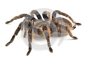 Curlyhair Tarantula Brachypelma albopilosum Isolated on white