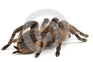 Curlyhair Tarantula Brachypelma albopilosum Isolated on white