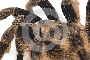 Curlyhair Tarantula Brachypelma albopilosum Isolated on white