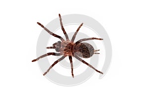 Curlyhair tarantula overhead view