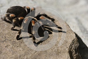 Curlyhair tarantula on rock