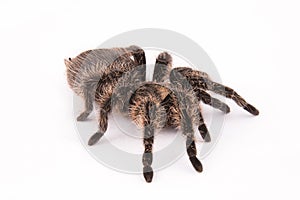 Curlyhair tarantula spider