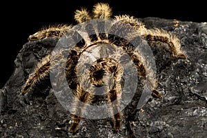 Curlyhair tarantula (Tliltocatl albopilosus)