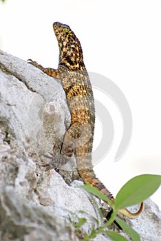 Curlytail Lizard