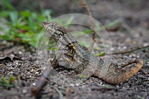 Curlytail Lizard on the ground