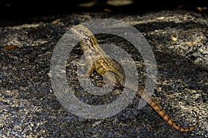 Curlytail lizard, palm beach
