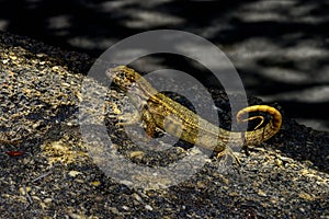 Curlytail lizard, palm beach