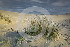 The Curonian spit dunes