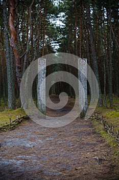 Curonian Spit. Entrance to the Dancing forest.