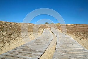 Curonian Spit Kursiu Nerija National Park in Lithuani photo