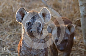 Curous Hyena Pup