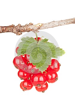 Currant