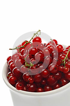 Currant