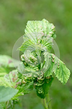 Currant aphid on currant leaves