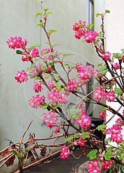 Currant blood-red, Ribes sanguineum