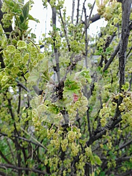 currant in bloom. currant. Spring. Startï¿¼