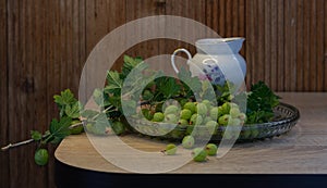 Currant Branch on Wooden Saucer by Wooden Fence