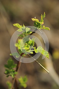 A currant branch with young leaves on a blurred green background of the garden