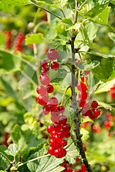 Currant bush